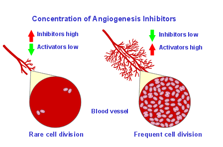 angiogenesi.gif