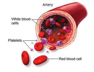 arterie e sangue21.jpg