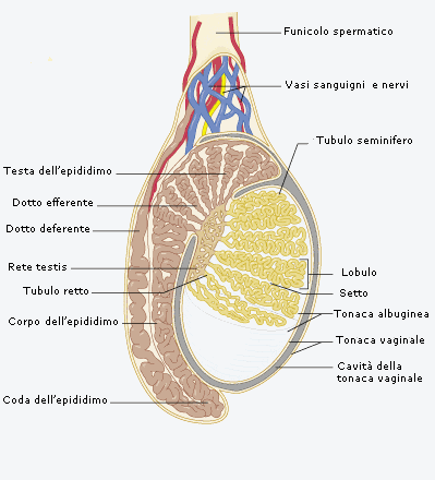 Testicolo molle